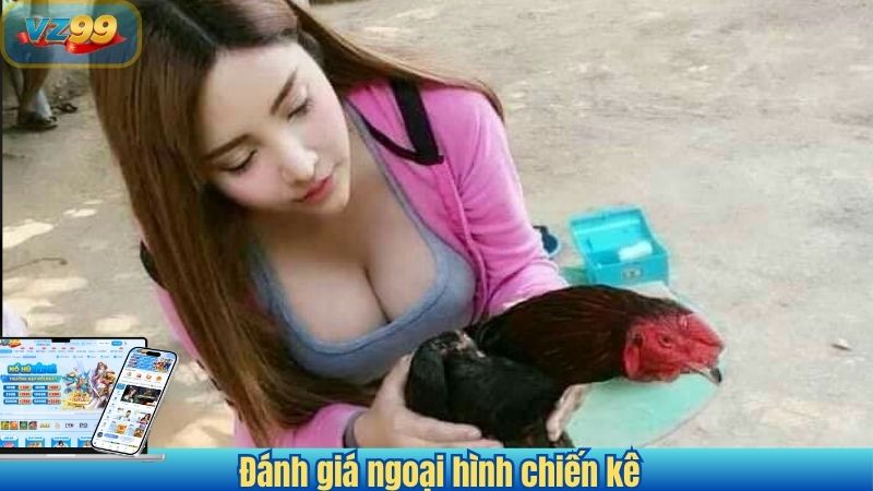 Đánh giá ngoại hình chiến kê