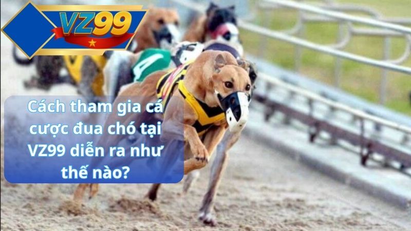 Cách tham gia cá cược đua chó tại VZ99 diễn ra như thế nào?
